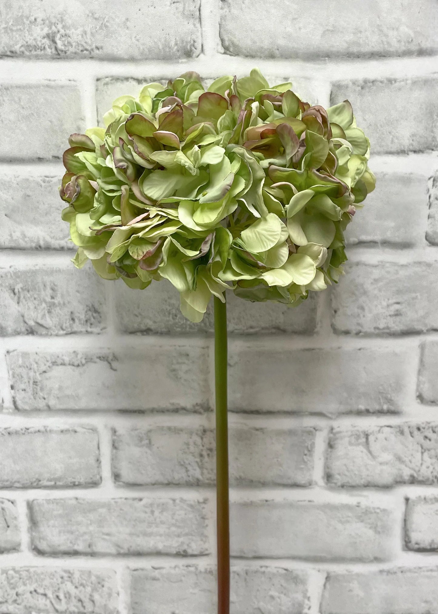 Dried Look Hydrangea