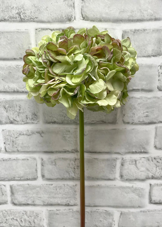Dried Look Hydrangea