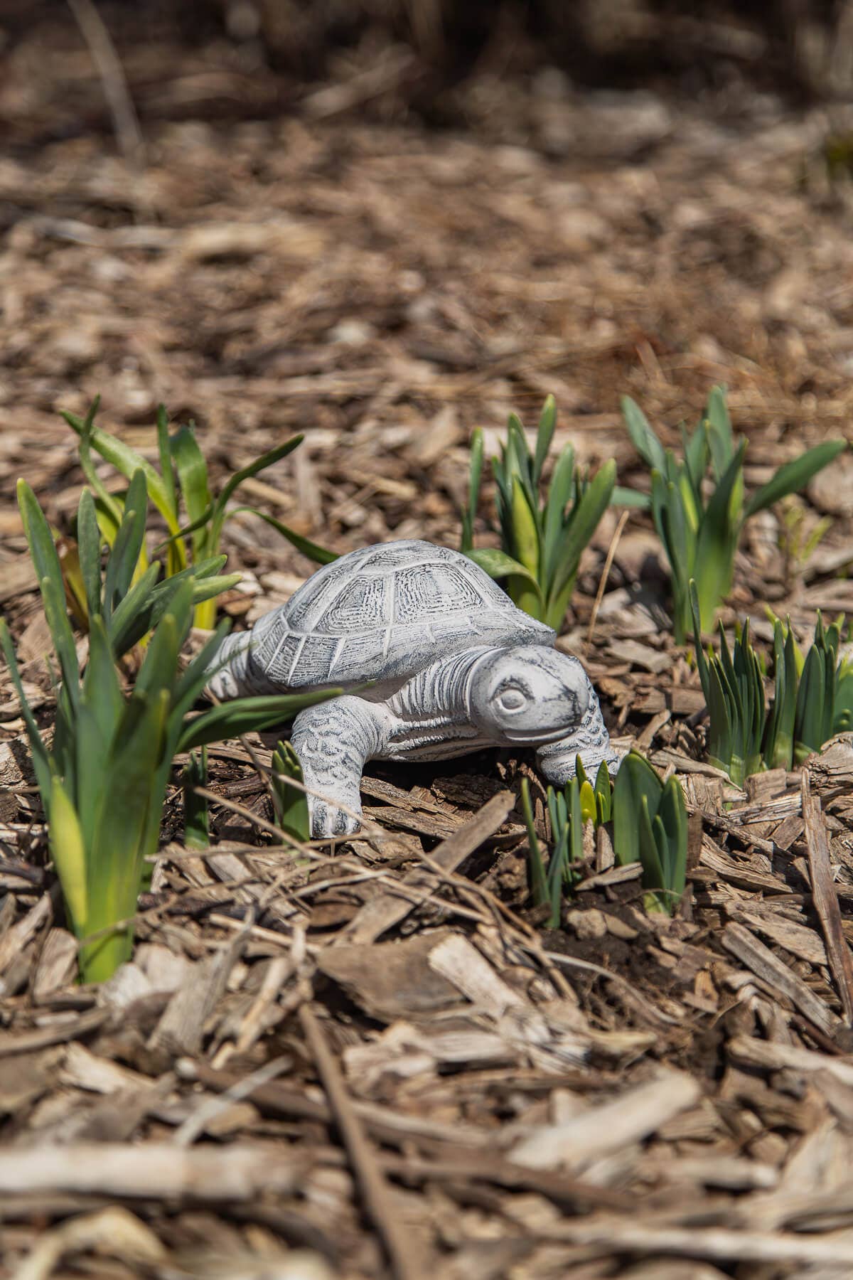 Garden Turtle