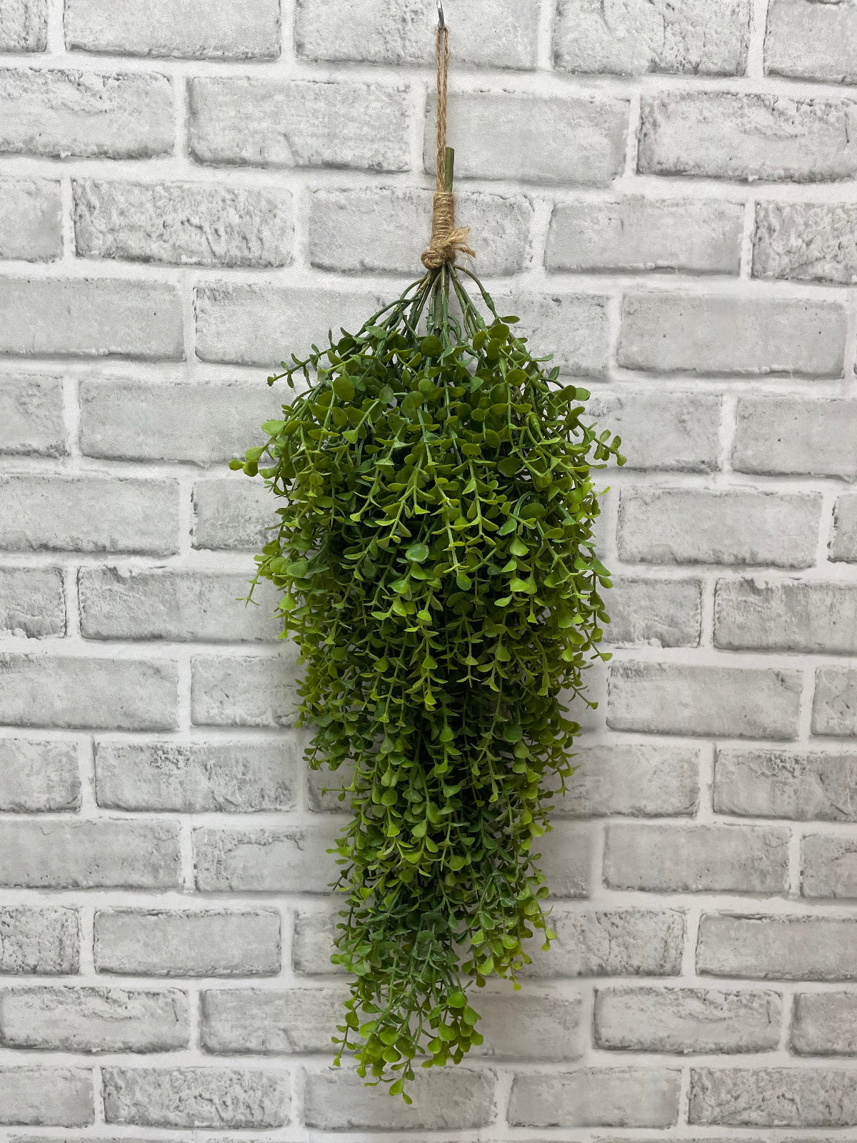 Baby Tears Tear Drop - Fresh Touch Florals