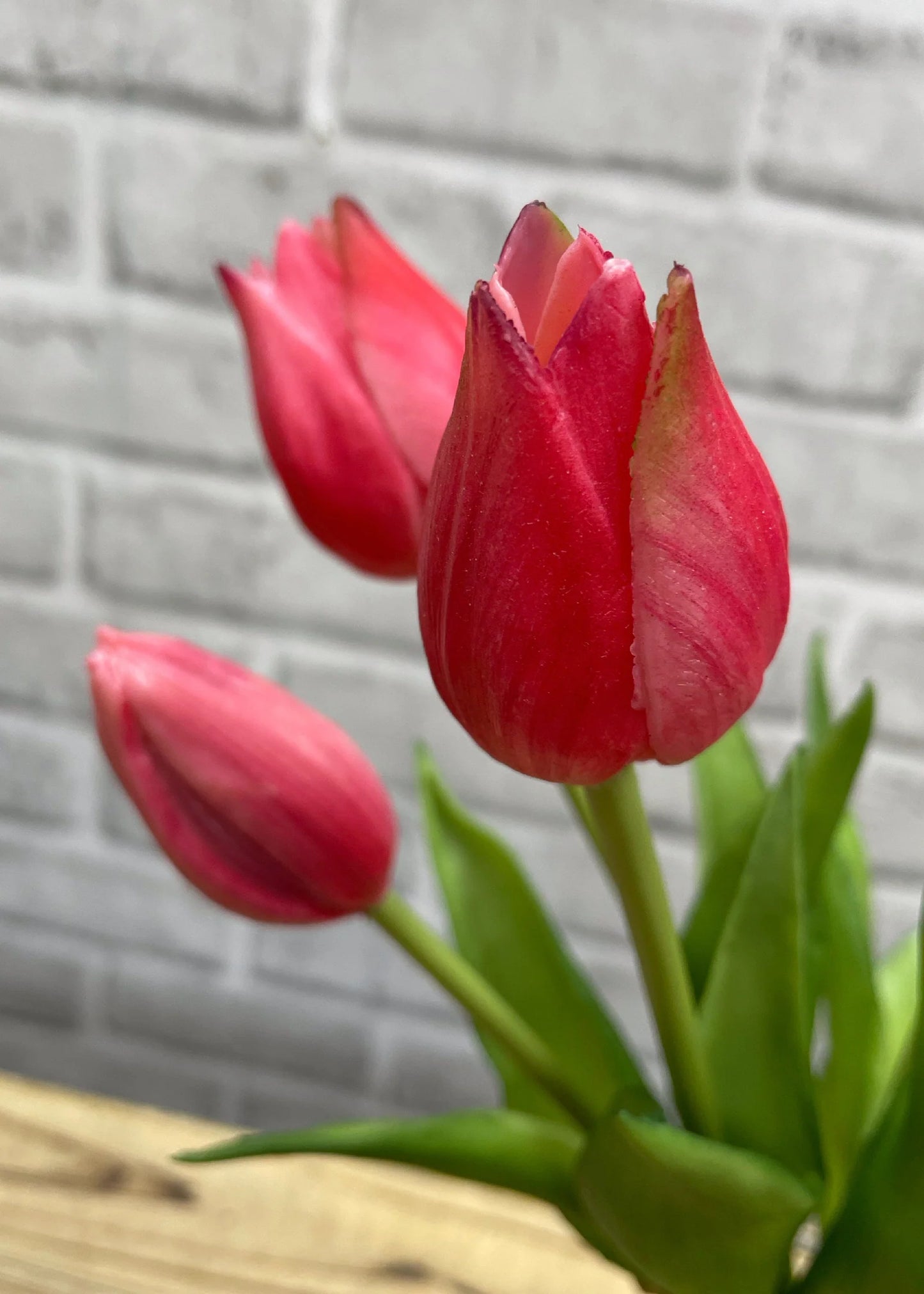 Fresh Touch Tulips - 10"