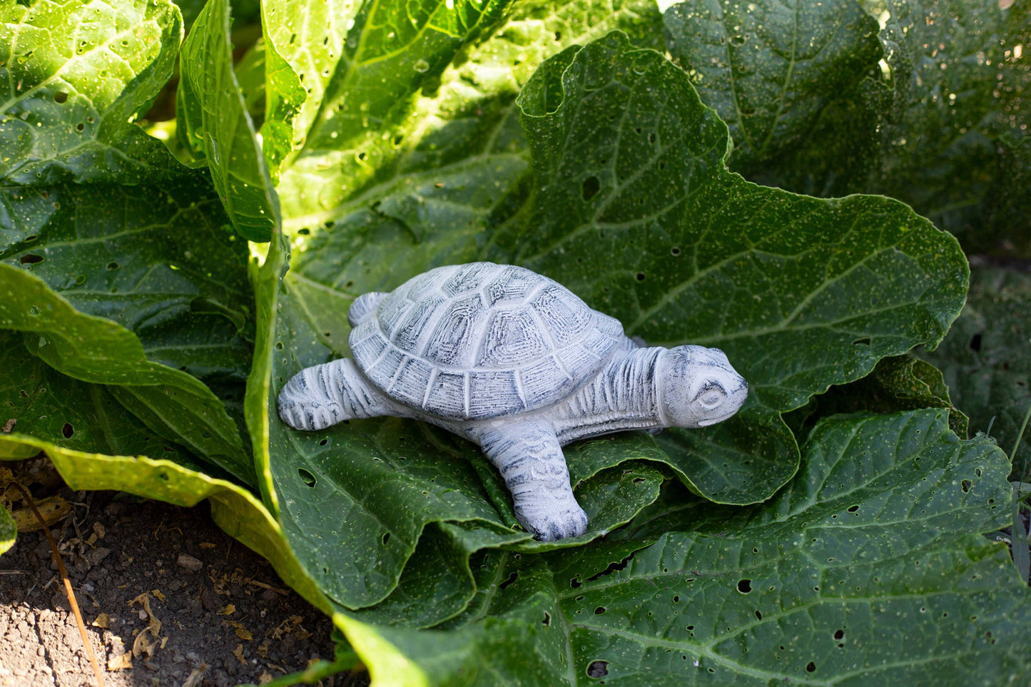 Garden Turtle