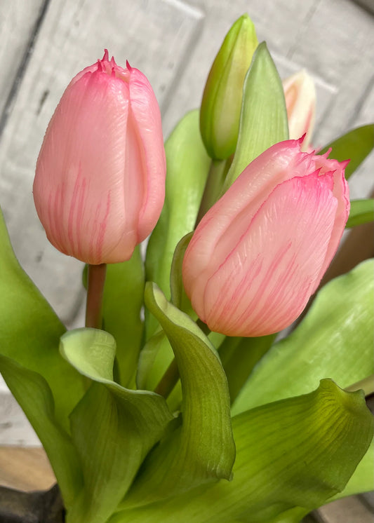 Fresh Touch Tulips -  12"