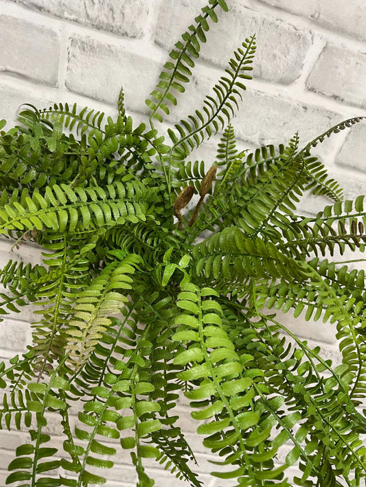 Boston Fern - Fresh Touch Florals