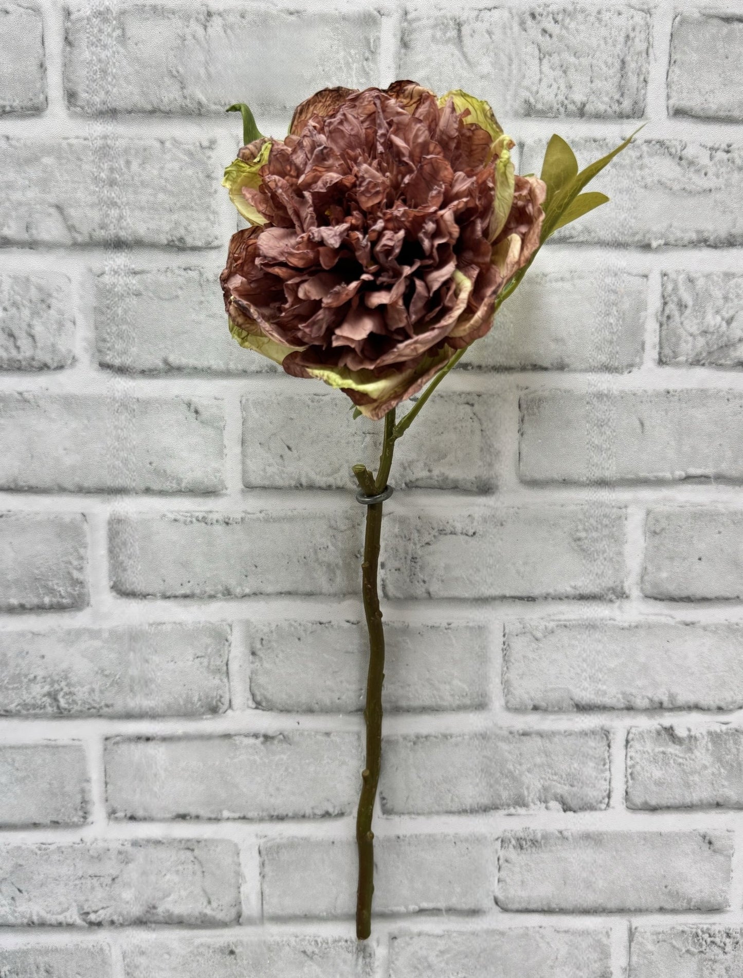 Dried Look Peony - Rose