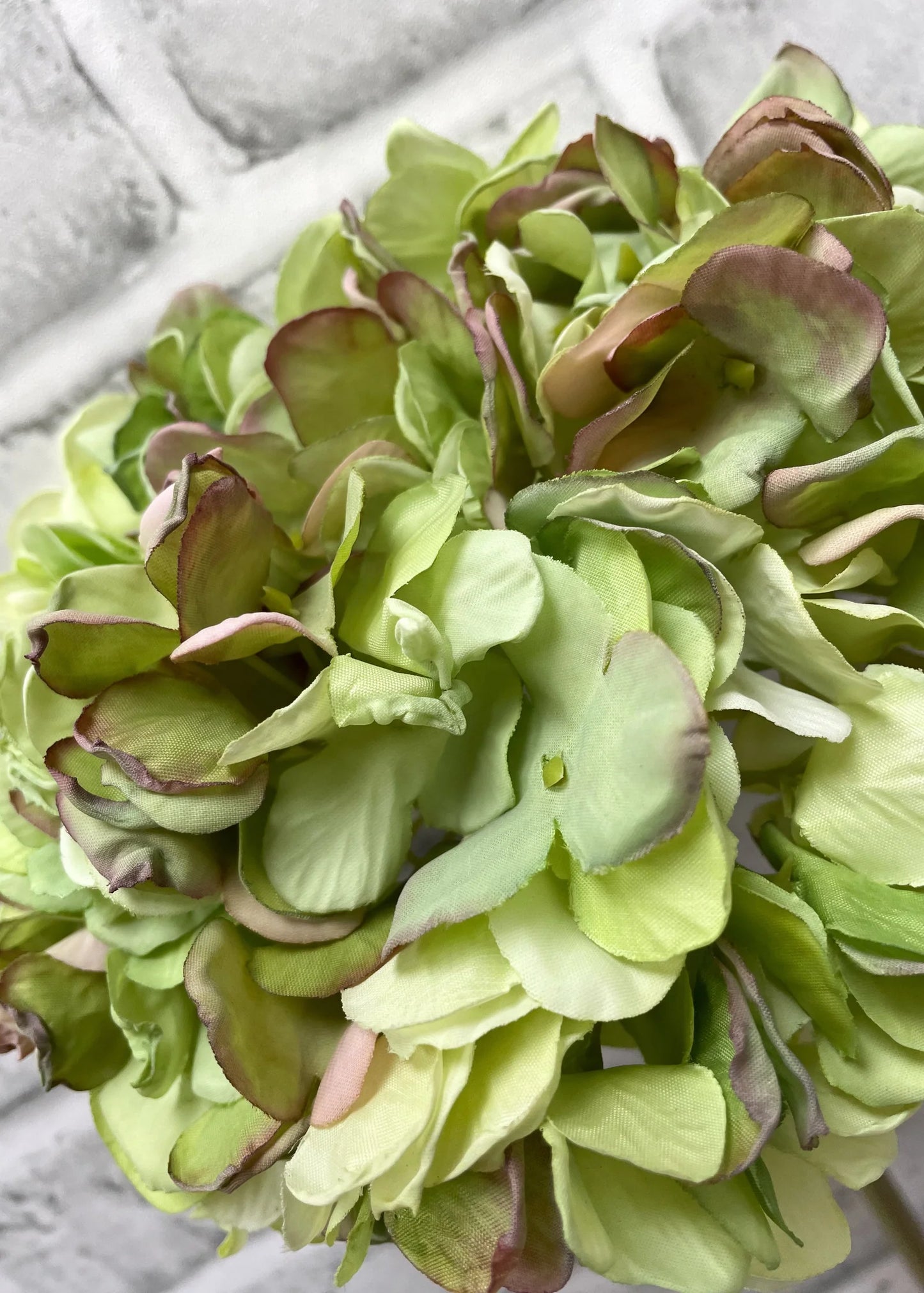 Dried Look Hydrangea