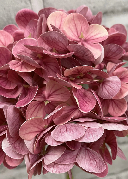 Hydrangea Stem - Fresh Touch Floral